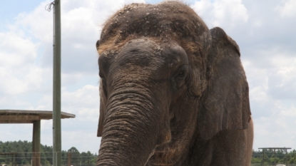 Elephants perform for final time at Ringling Bros