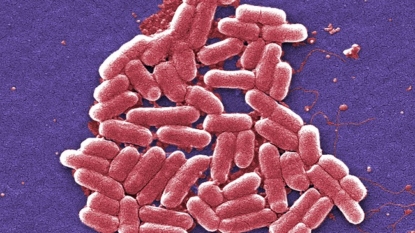 First ‘pan-drug resistant’ bacteria found in US