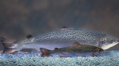 Health Canada approves sale of genetically modified salmon for human consumption