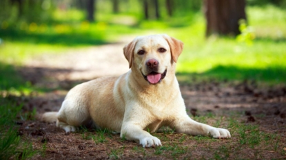 Why Labrador retrievers are more interested in food than other breeds