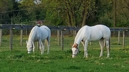 Jon Stewart, wife adopt horse shot with paintballs