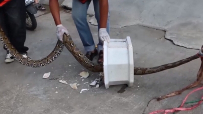 Man survives vicious python attack while on toilet