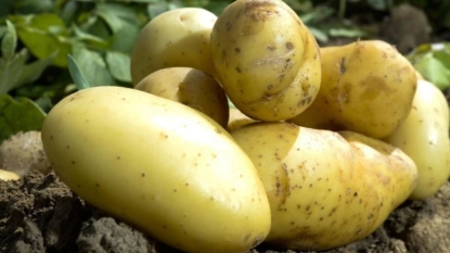 Oh no! Potatoes might be bad for you