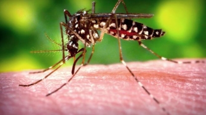 Zika virus confirmed in New Brunswick