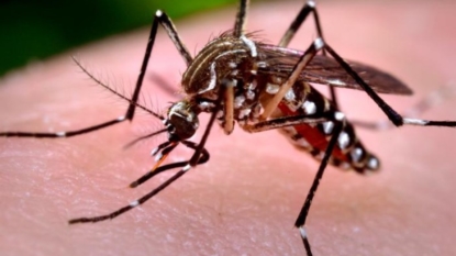 UN establishes a trust fund to help combat the Zika virus