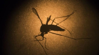 Warm weather welcomes mosquitoes, possible Zika concerns