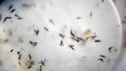 Zika virus ‘set to spread to Europe by summer’