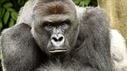 Zoo witness: Gorilla was ‘protecting’ 4-year-old, ‘wasn’t hurting him’