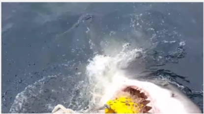 Corona Del Mar State Beach Reopens Following Possible Shark Attack