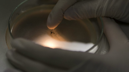 FDA Approves First Human Trials Of Zika Vaccine