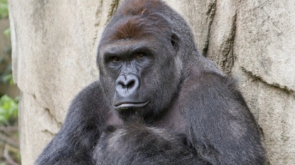 Cincinnati Zoo didn’t “have a choice” to kill gorilla Harambe