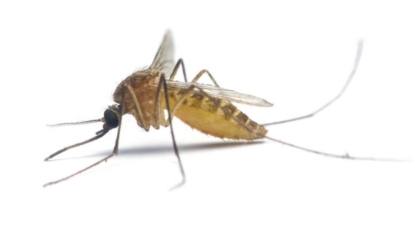 Mississippi Health Officials Confirm Two New West Nile Virus Cases