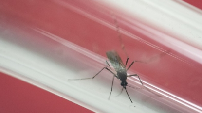 No help from DC? Florida to spend millions on Zika fight