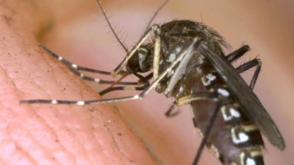 Weekly mosquito testing for West Nile virus begins this week