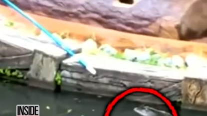 Video shows Disney worker fighting off gator at Splash Mountain in 2009