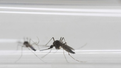 First female-to-male sexual transmission of Zika documented