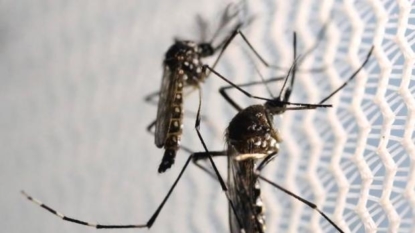 United States reports first local transmission of Zika