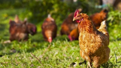 Ark. Salmonella infections linked to backyard poultry flocks