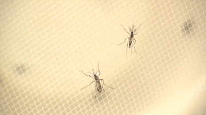 Authorities confirm first Zika-related death in the US