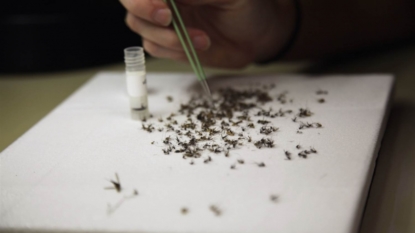 Brazilian scientists ID common mosquito as a Zika source