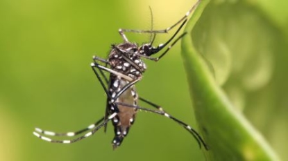 CDC issues updated Zika recommendations