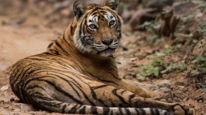 WWF urges closure of all tiger farms in Asia