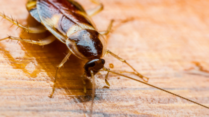 Cockroach Milk! More Nutritious Than Cow’s Milk!