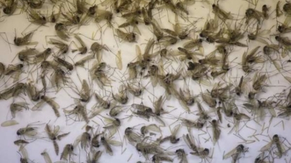 Florida may be ground zero for local Zika transmission