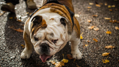 English bulldogs now so inbred their appalling health problems will not improve