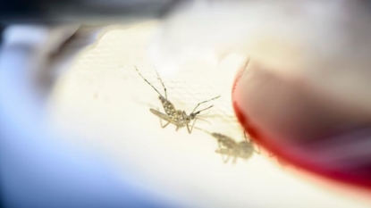 Illinois receives $500000 federal grant to fight Zika virus