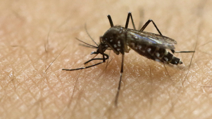 Malaria prevention: Mosquitoes avoid chickens by smell