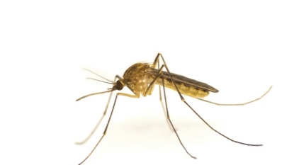 Mesa County Mosquito Pool Tests Positive for West Nile Virus