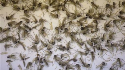 Mosquito control officials: Even Zika suspicions are costly