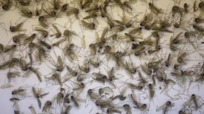 OH to get almost $1M in federal Zika virus funding