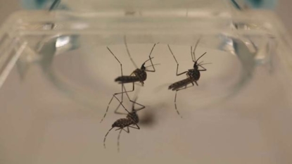 Officials encourage travelers not to shun Florida for Zika