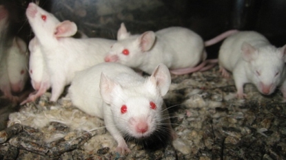 Blind Mice Get Sight Back In Landmark Procedure