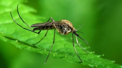 Possible non-travel related case of Zika under investigation