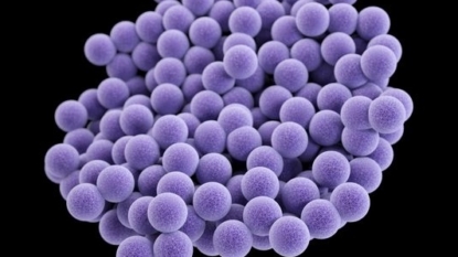 Scientists find new antibiotic right under our noses