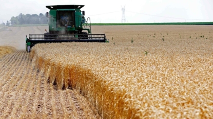 Unapproved genetically modified wheat found in Washington