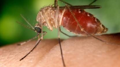 2 new cases of Zika reported in Mississippi