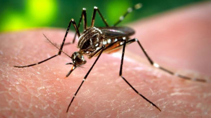 CDC monitoring 320 pregnant American women with Zika