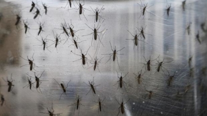 Three New Zika Cases Detected In San Francisco