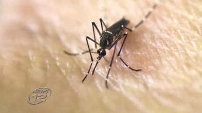 Zika Cases in Florida Could Have Been Transmitted By Mosquitoes