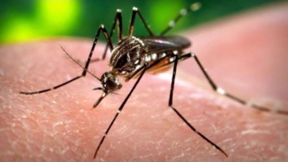 Zika Virus Preparedness Remains a Top Concern in NC