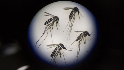 Zika can be sexually transmitted from women to men