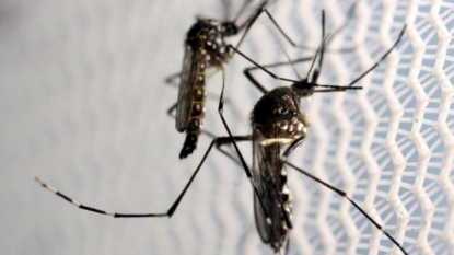 Zika cases might have come from Florida mosquitoes, governor says