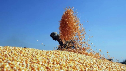 Soybeans gain as soyoil rallies, pulls corn higher