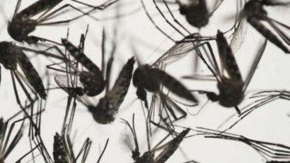 Area Infant Death Linked to Zika