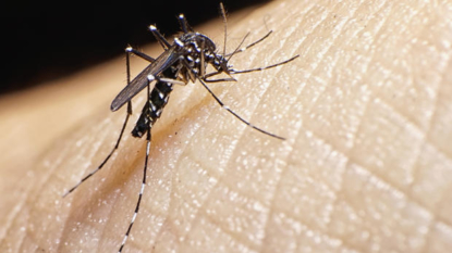 CDC director: Miami mosquitoes succumbing to aerial sprays