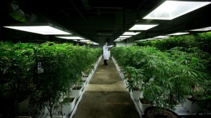 Canada to allow medical marijuana patients to grow cannabis